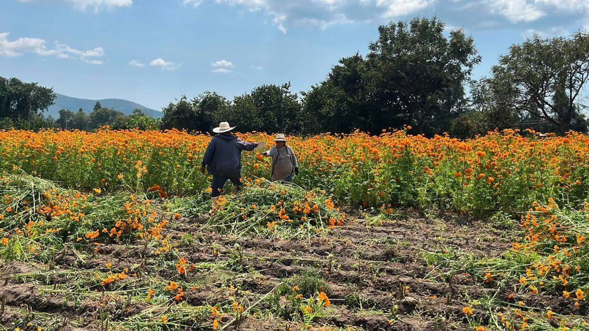 Se inicial la venta de flor de cempasúchil